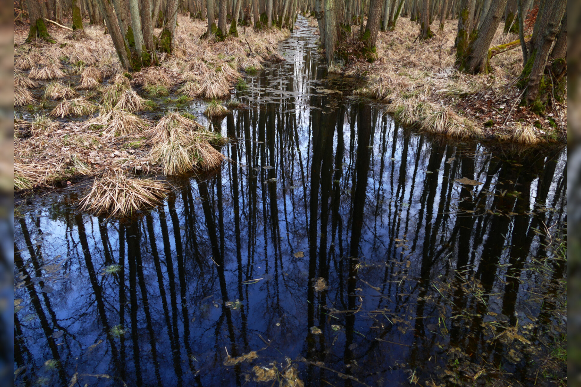 Fotokurs Mit Fototour Nationalpark Zingst Dar Er Wald Weststrand